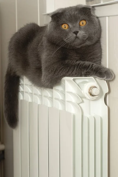 Scottish fold cat basks on a hot heating battery. Lilac-coated Scottish Fold male cat warms on a hot heating battery in the fall or winter season