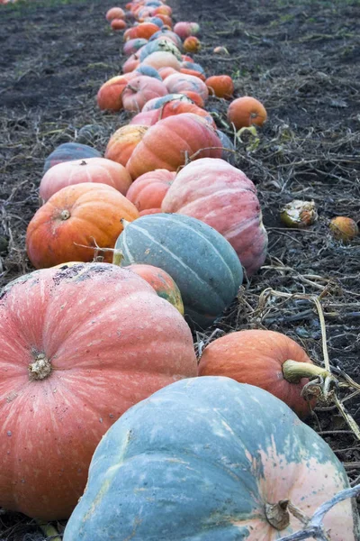 Pumpkin field. Harvesting. Many pumpkins lie in the field during harvesting