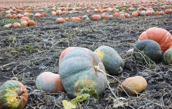 Pumpkin field. Harvesting. Many pumpkins lie in the field during harvesting