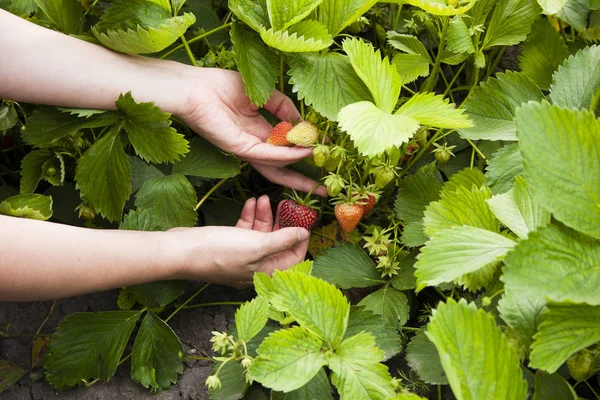Harvesting strawberries. Female hands pick ripened strawberries on a strawberry bush. Outdoor