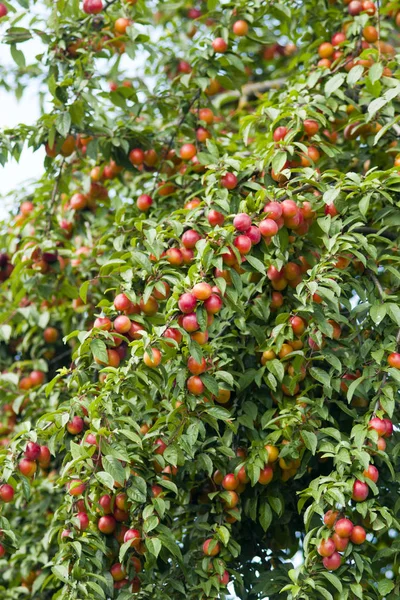 The fruits of cherry plum on the branches. Branches of cherry plum (myrobalan plum) tree rich in fruits. Close-up. Outdoors