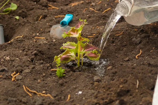 Planting flowers in the open ground. Watering flowers. Female hands water a seedling of flowers. Close-up