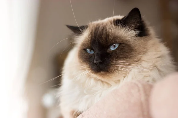 Gato Ragdoll Cabelos Compridos Lindos Com Olhos Azuis Deitados Sofá Imagens De Bancos De Imagens