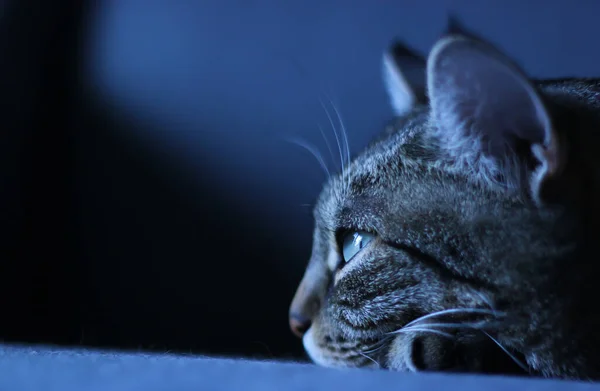 Ritratto Unico Gatto Che Rilassa Una Poltrona Guarda Avanti — Foto Stock