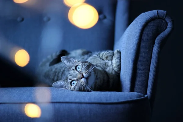 一只独特的猫的画像 大大的眼睛放松地坐在扶手椅上 看着灯光 — 图库照片