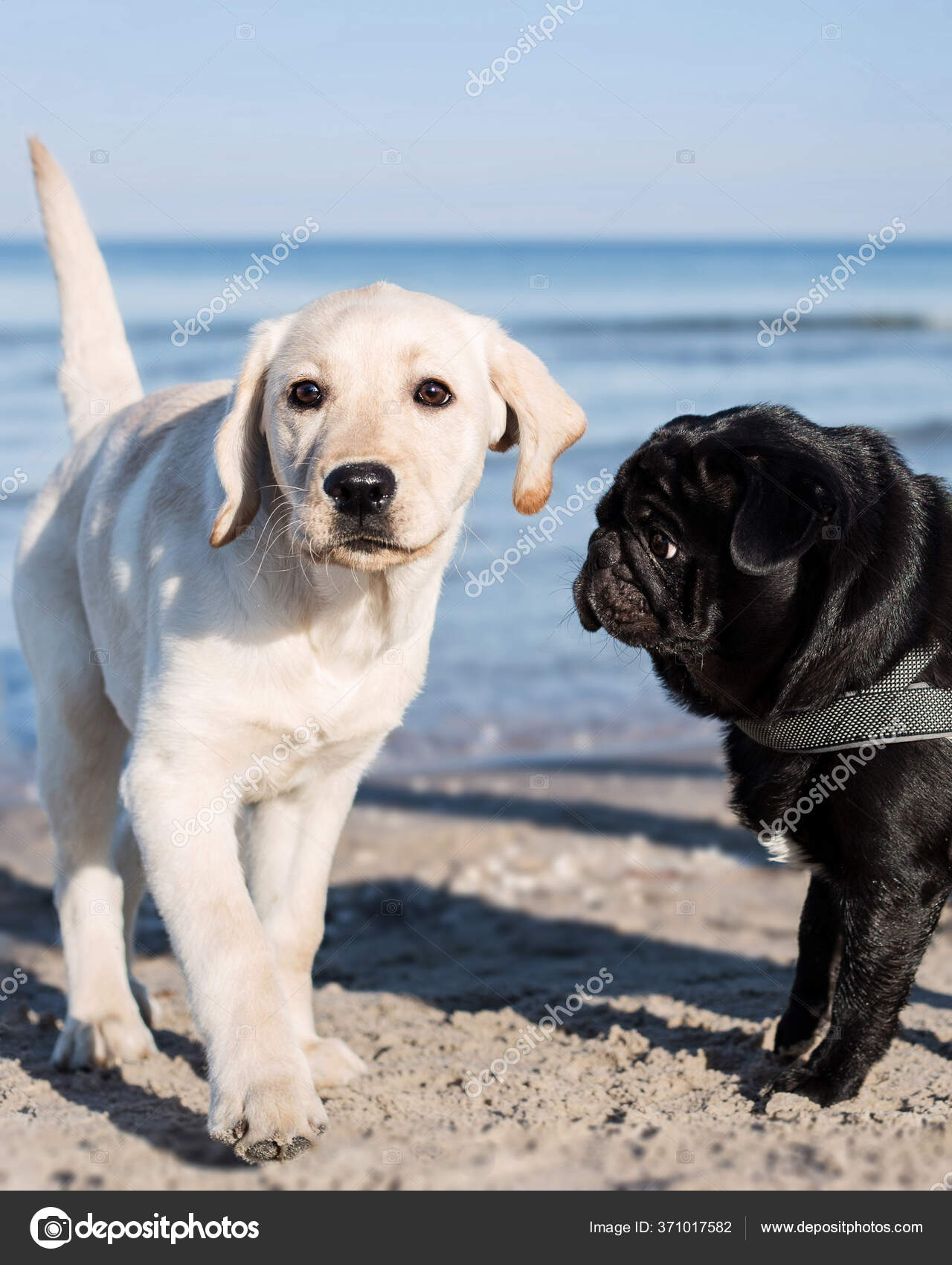 Which Dog Is Better Pug Or Labrador