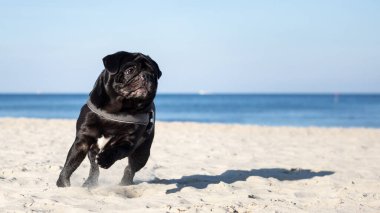 Kumsalda koşan siyah neşeli pug etrafa kum saçıyor.