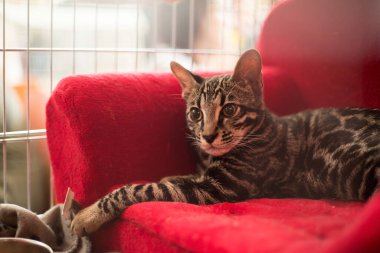 Wroclaw, Polonya 8 Eylül 2019: Centennial Hall 'daki Uluslararası Kedi Şovu. Devon Rex Cat sahibinin yanında duruyor ve büyük yeşil gözlere bakıyor.