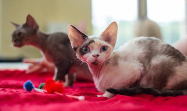 Wroclaw, Polonya 8 Eylül 2019: Centennial Hall 'daki Uluslararası Kedi Şovu. Devon Rex Cat sahibinin yanında duruyor ve büyük yeşil gözlere bakıyor.