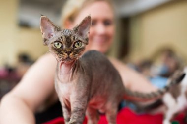 Wroclaw, Polonya 8 Eylül 2019: Centennial Hall 'daki Uluslararası Kedi Şovu. Devon Rex Cat sahibinin yanında duruyor ve büyük yeşil gözlere bakıyor.