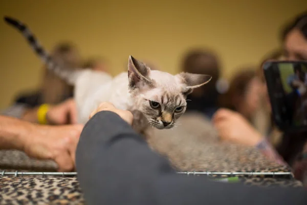 Giovane Cappotto Leggero Devon Rex Accarezzato Dai Partecipanti Alla Mostra — Foto Stock