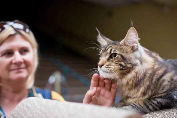 Wroclaw Polônia Setembro 2019 International Cat Show Centennial Hall Dona Imagens De Bancos De Imagens