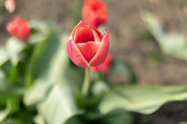 Bahçedeki tek güzel kırmızı lale