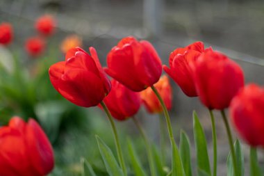 Bahçedeki tek güzel kırmızı lale