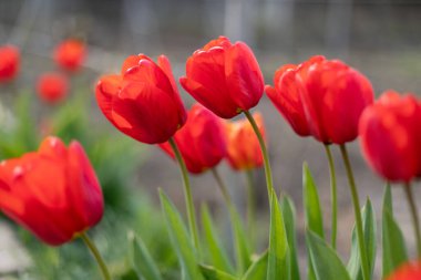 Bahçedeki tek güzel kırmızı lale