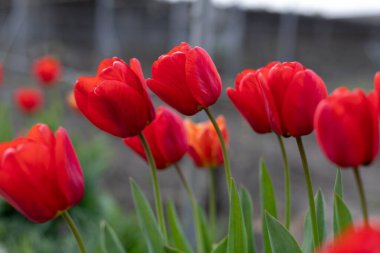 Bahçedeki tek güzel kırmızı lale