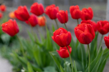 Bahçedeki tek güzel kırmızı lale