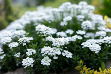 Çimlerde küçük beyaz çiçekler