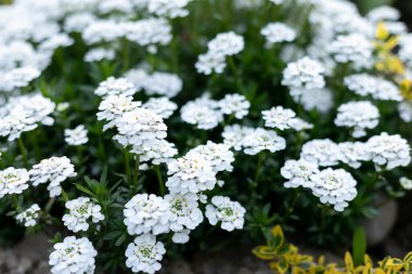 Çimlerde küçük beyaz çiçekler