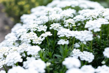 Çimlerde küçük beyaz çiçekler