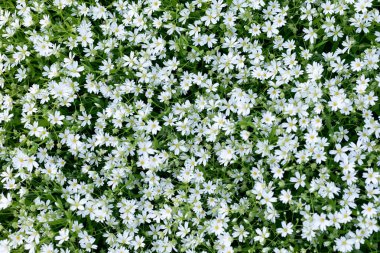 Çimlerde küçük beyaz çiçekler