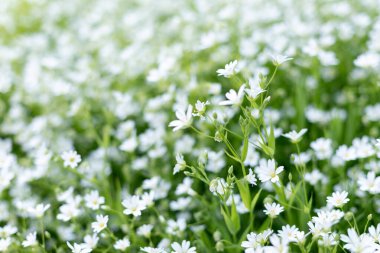 Çimlerde küçük beyaz çiçekler