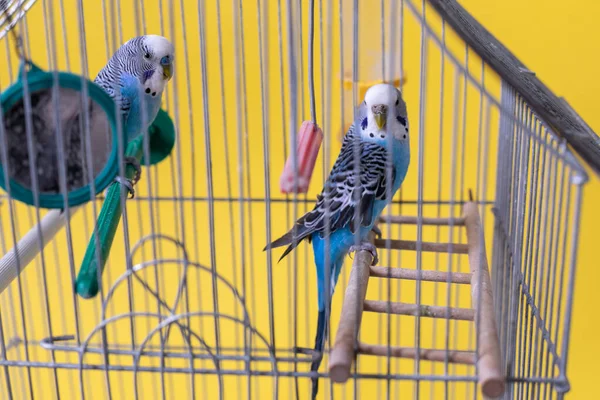 Quelques Perruches Dans Une Cage Sur Fond Jaune — Photo