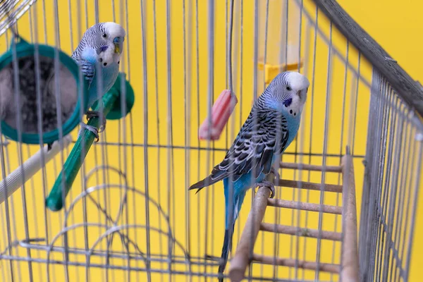 Par Periquitos Uma Gaiola Fundo Amarelo — Fotografia de Stock