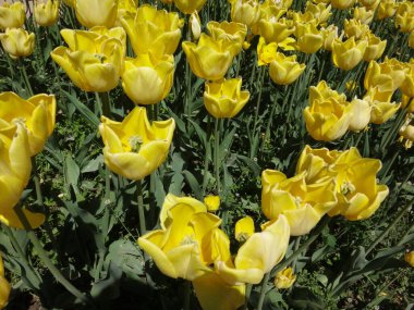 Sarı laleler güneşli bir günde çiçek açar.