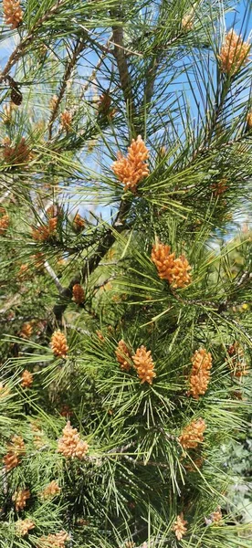 Young Pine Branches Cones Background Blue Sky — Stock Photo, Image