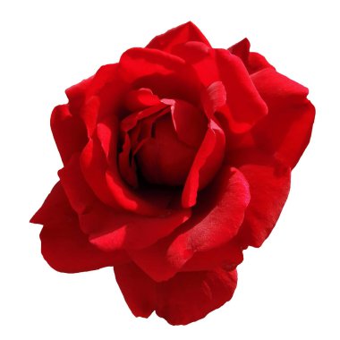 Beyaz arkaplanda izole edilmiş güzel kırmızı gül