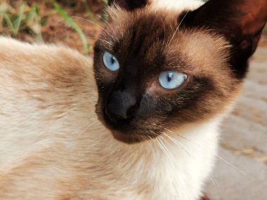 Siyam kedisi mavi gözlü, koyu kulaklı.