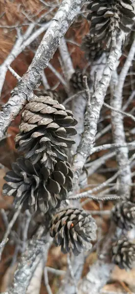 Dry Pine Branches Cones Dry Gray Needles — Stock Photo, Image