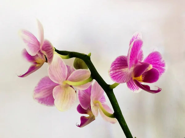 Orchidée Fleurs Sur Fond Blanc — Photo