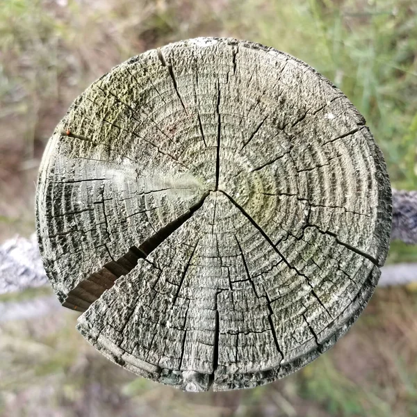 Schnitt Holz Draufsicht Mit Rissen Auf Gras Hintergrund Ohne Fokus — Stockfoto