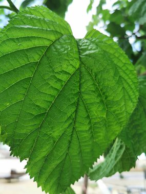 Mavi gökyüzüne karşı dokusu olan yeşil bir yaprak ve arkaplan için bir güneş ışığı boşluğu