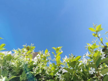 Çerçevenin altındaki yasemin çalıları mavi gökyüzüne karşı çiçek açıyor.