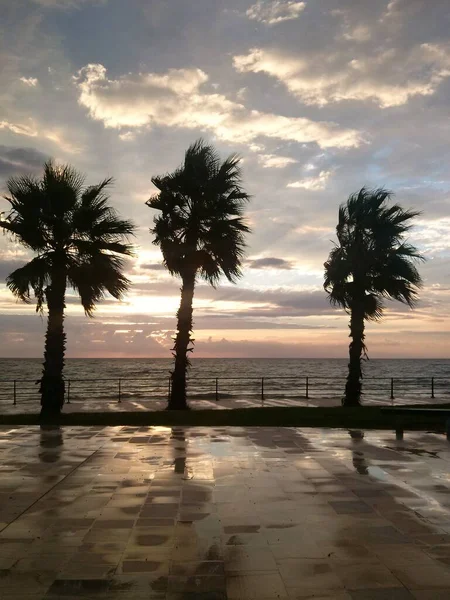 Gün Batımında Denizin Arka Planında Palmiye Ağaçları Silueti — Stok fotoğraf