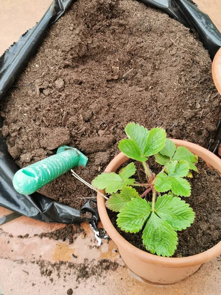 garden work, plant transplant, potted strawberries, plantations, plant transplant land, sprout pot and garden tools