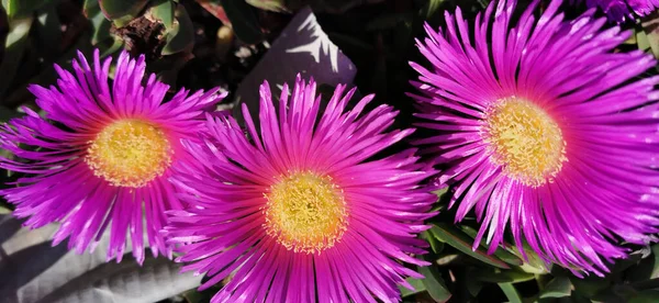 Carpobrotus Acinaciformis Florescendo Suculentas Com Grandes Flores Cor Rosa — Fotografia de Stock