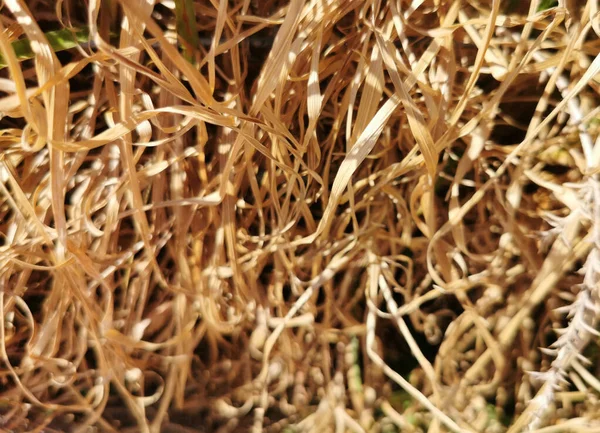 Rumput Kering Berwarna Emas Untuk Latar Belakang Dalam Gaya Sebuah — Stok Foto