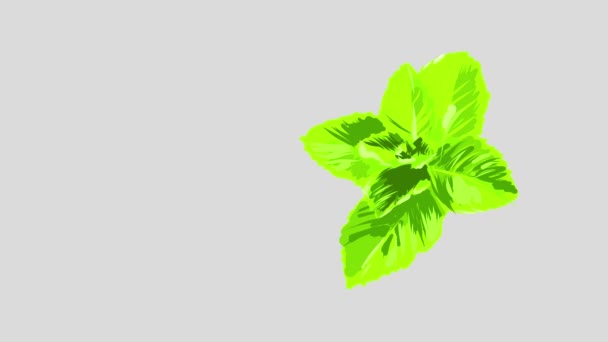 Springing Element Moving Order Compose Organic Fresh Mint Sprig Drawn — Stock Video