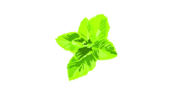 Motion Elements Forming Organic Fresh Mint Sprig Drawn Digitally Pencil — Stock Video