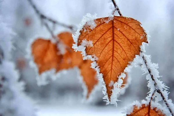 Artisanat Naturel Couleurs Hiver — Photo