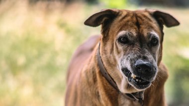 Kızgın köpek. Köpek bakıyor ve saldırıyor. 16: 9 stili.
