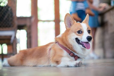 Pembroke Galli Corgi köpek yavrusu yerde yatıyor.