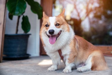 Pembroke Galli Corgi köpek yavrusu yerde yatıyor.