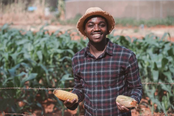 African Farmer Man Holding Fresh Corn Farm Land — Stock Photo, Image