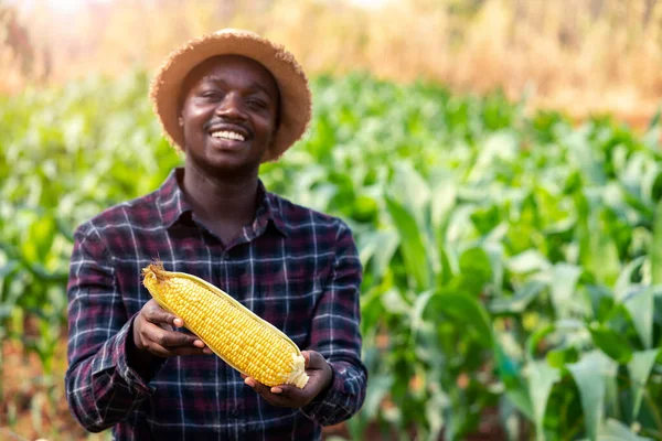 Zavřít Čerstvou Kukuřici Hospodářství Africký Farmář Muž Zemědělské Půdě — Stock fotografie