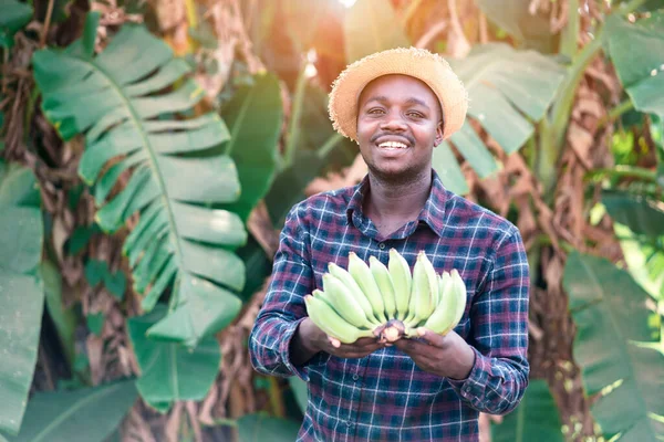 Afrikalı Çiftçi Organik Çiftlikte Muz Tutuyor — Stok fotoğraf